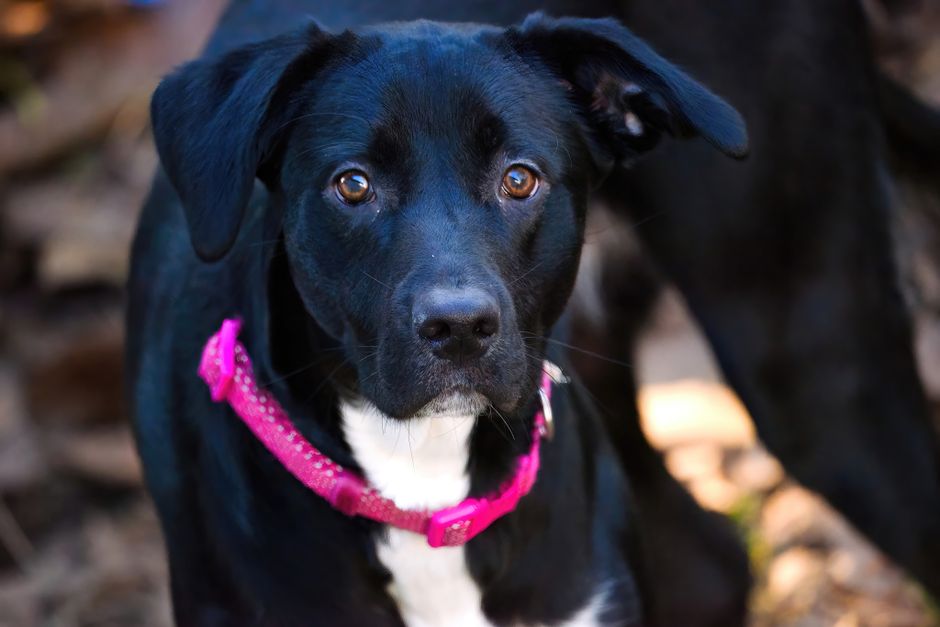 Choosing Stylish Yet Functional Dog Collars